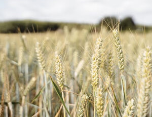 富勒姆告别连败,彭辛伯特进球助胜