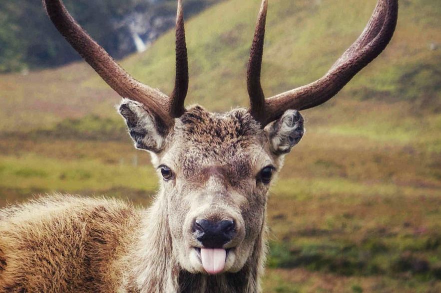 公鹿隊全員爆發，壓制對手實現逆轉